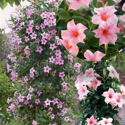 Mandevilla sanderi 'Sundaville® Classic Cream Pink' - Sanderi mandvill 'Sundaville® Classic Cream Pink'